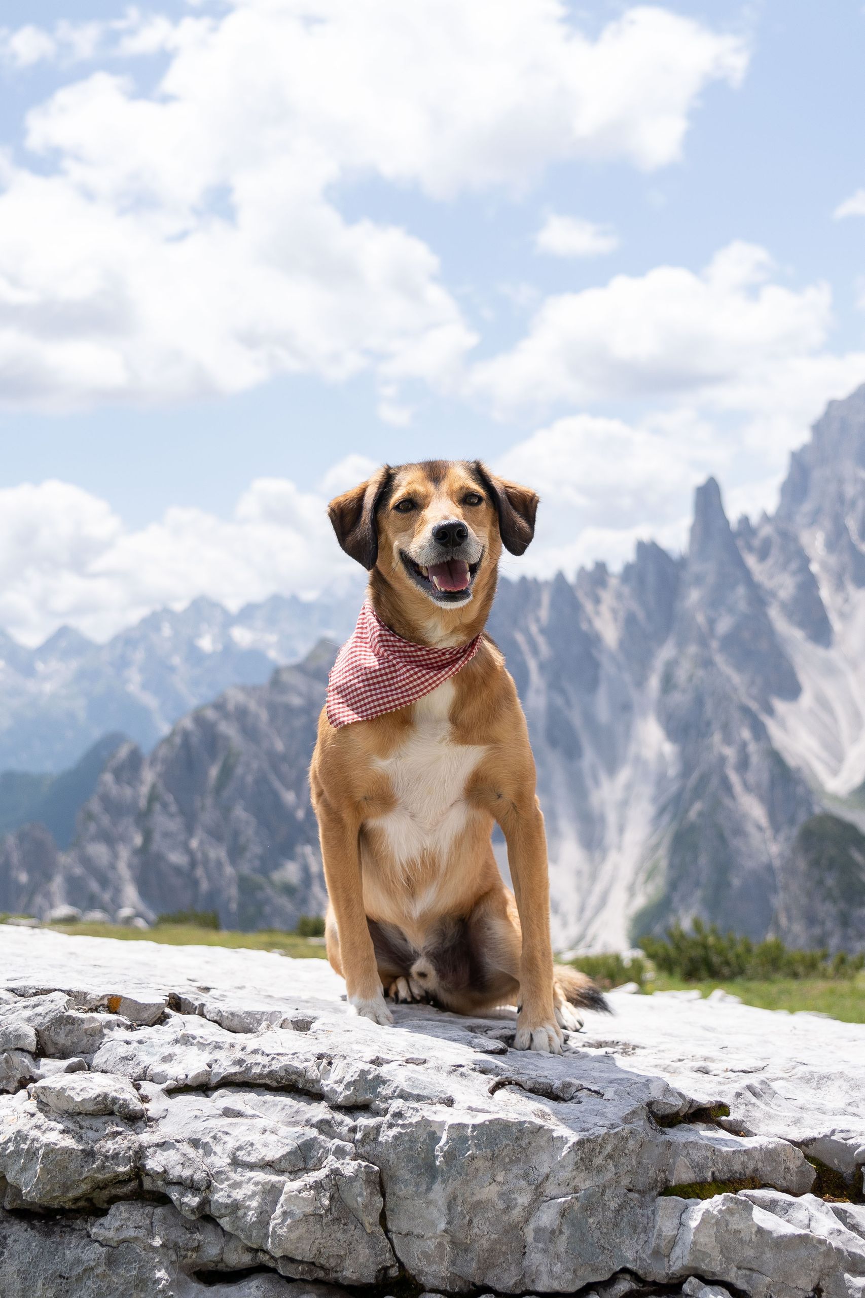 Dog Mountains