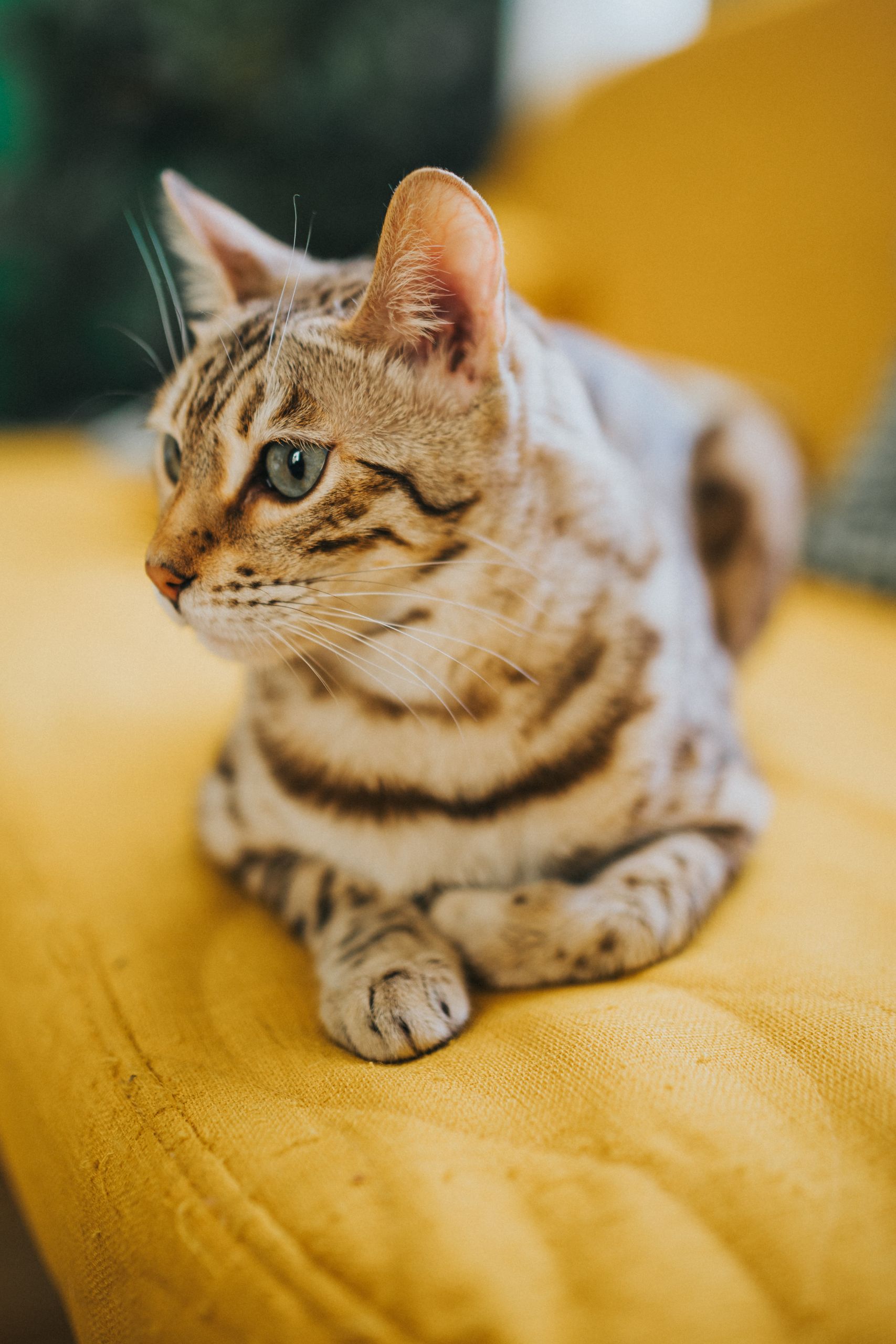 Yellow Cat