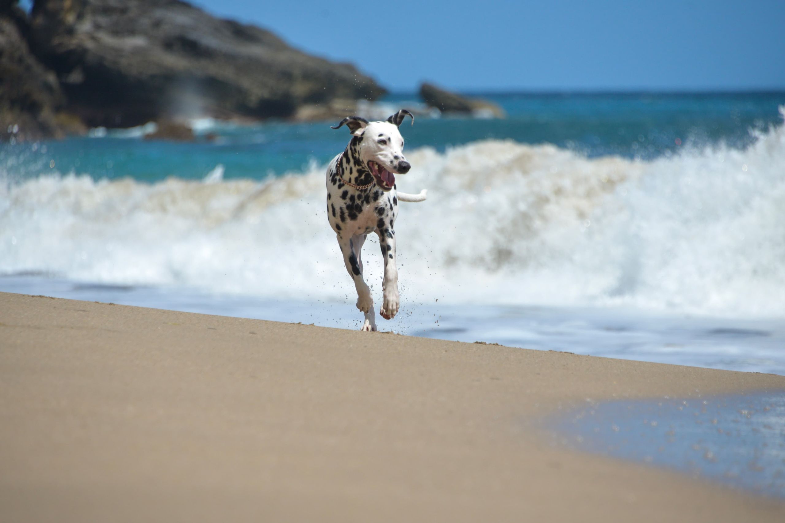 Dalmatian dog running