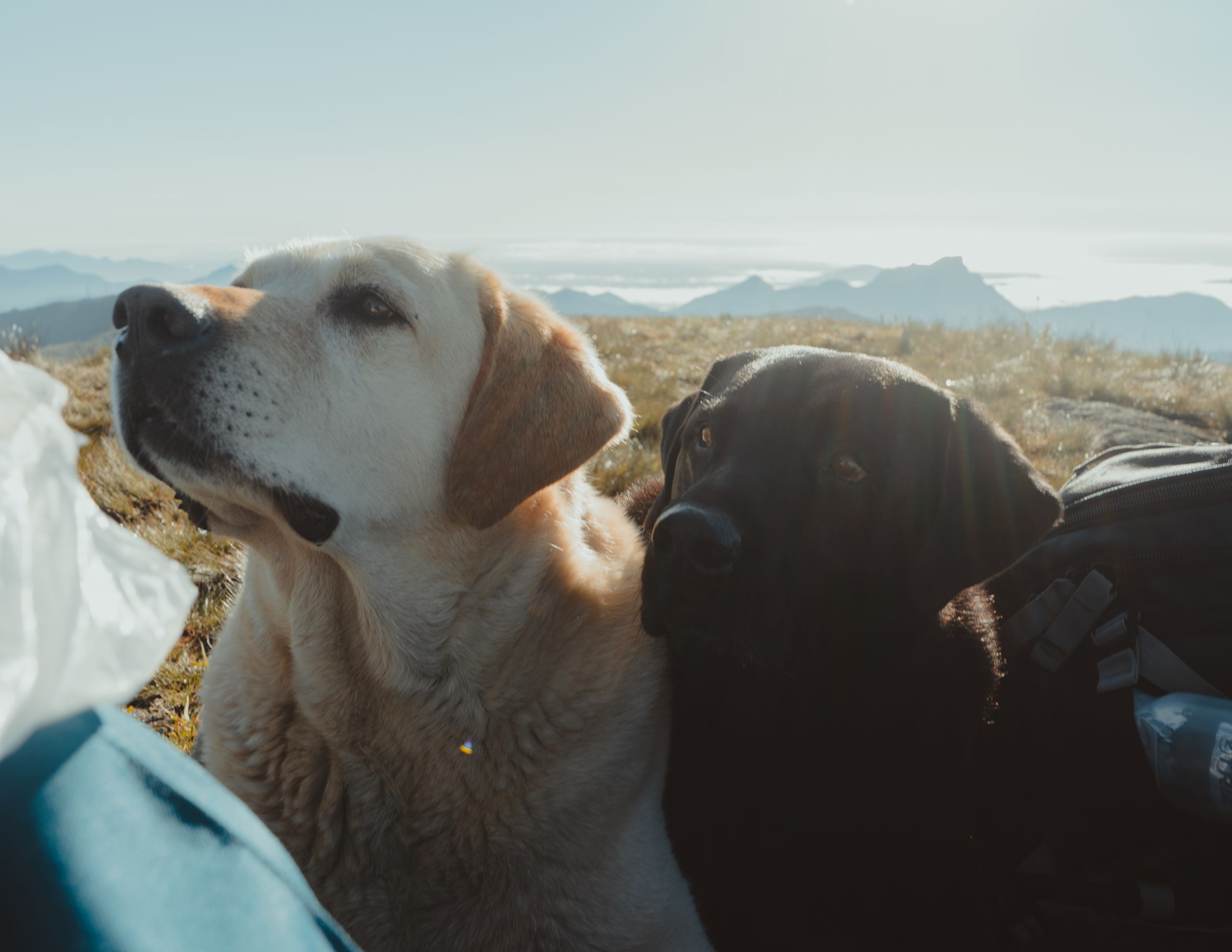dogs outdoors