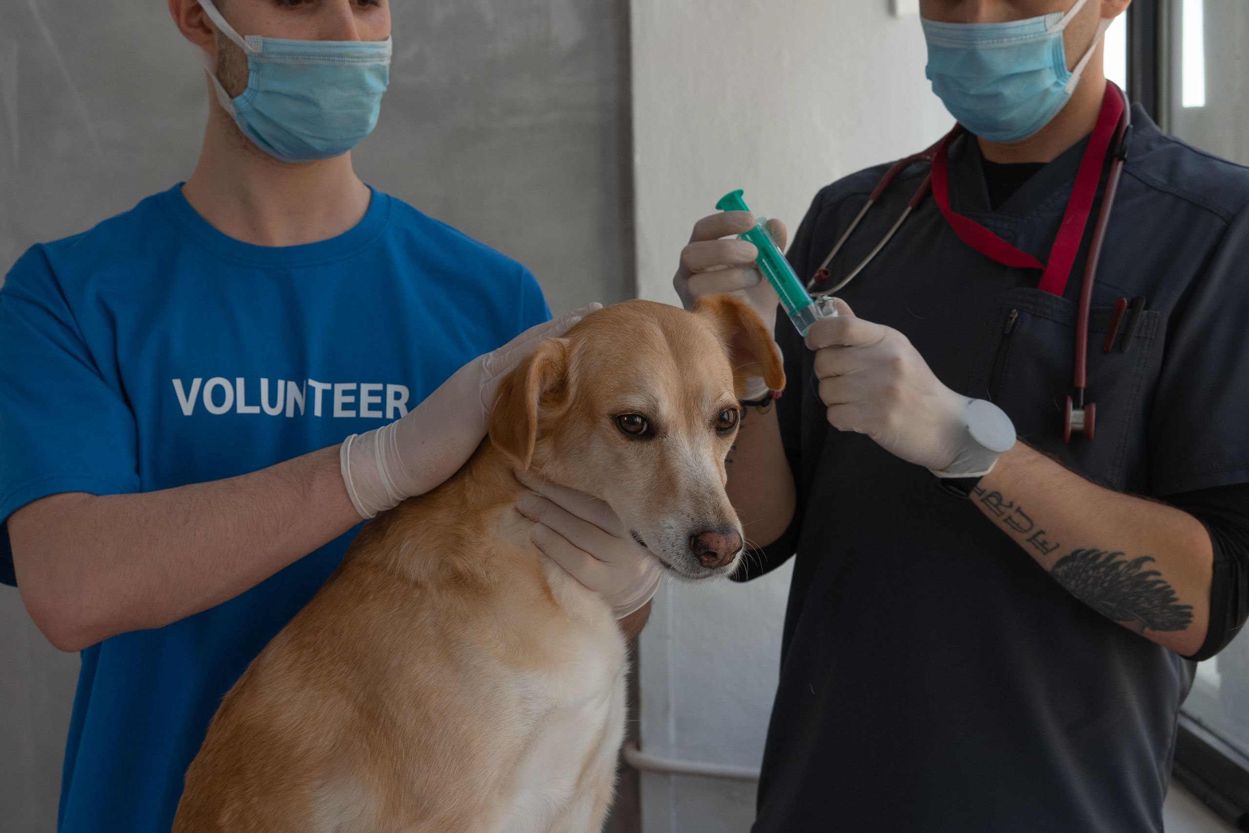 Vet administers injection to dog